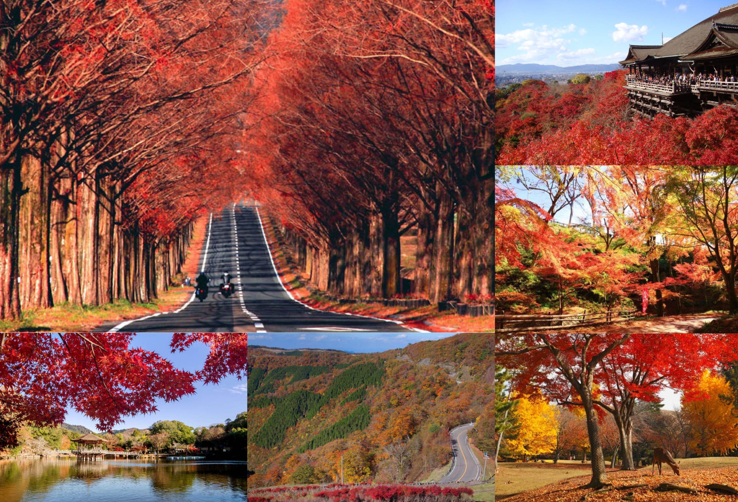 紅葉 穴場 関西