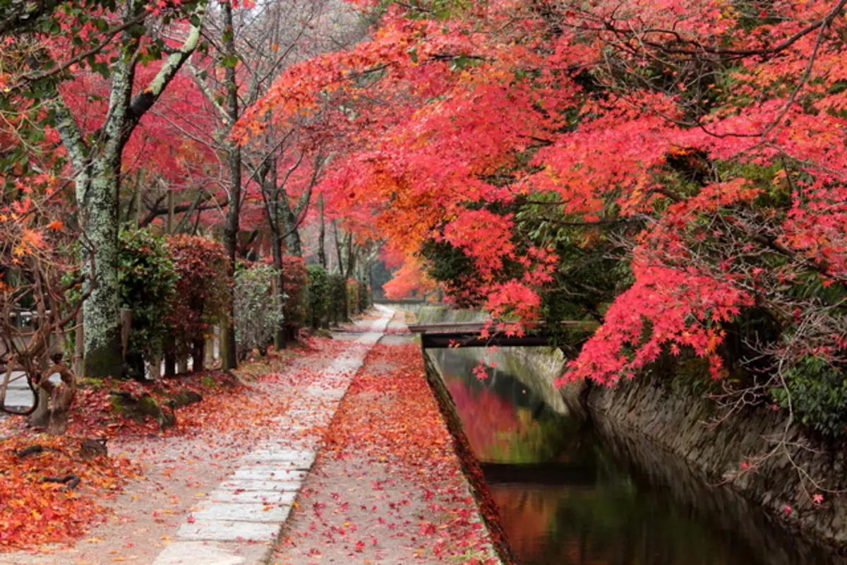関西エリアから日帰りで行けるおすすめの『絶景紅葉スポット