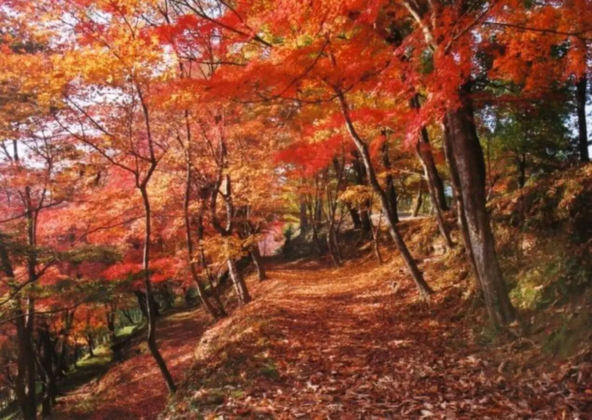 紅葉ページ 関西エリアから日帰りで行けるおすすめの『絶景紅葉スポット